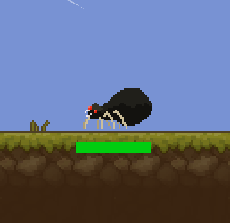 Foto de la araña